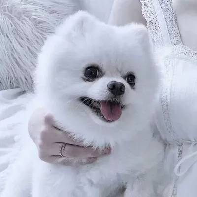 天行九歌游戏