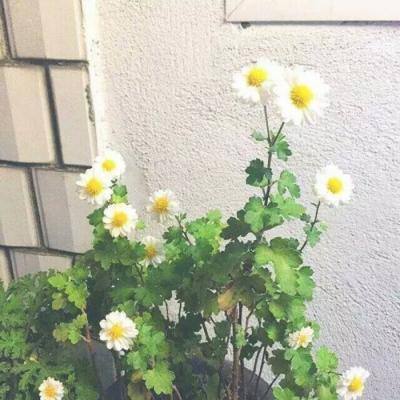 动物园大战破解版下载